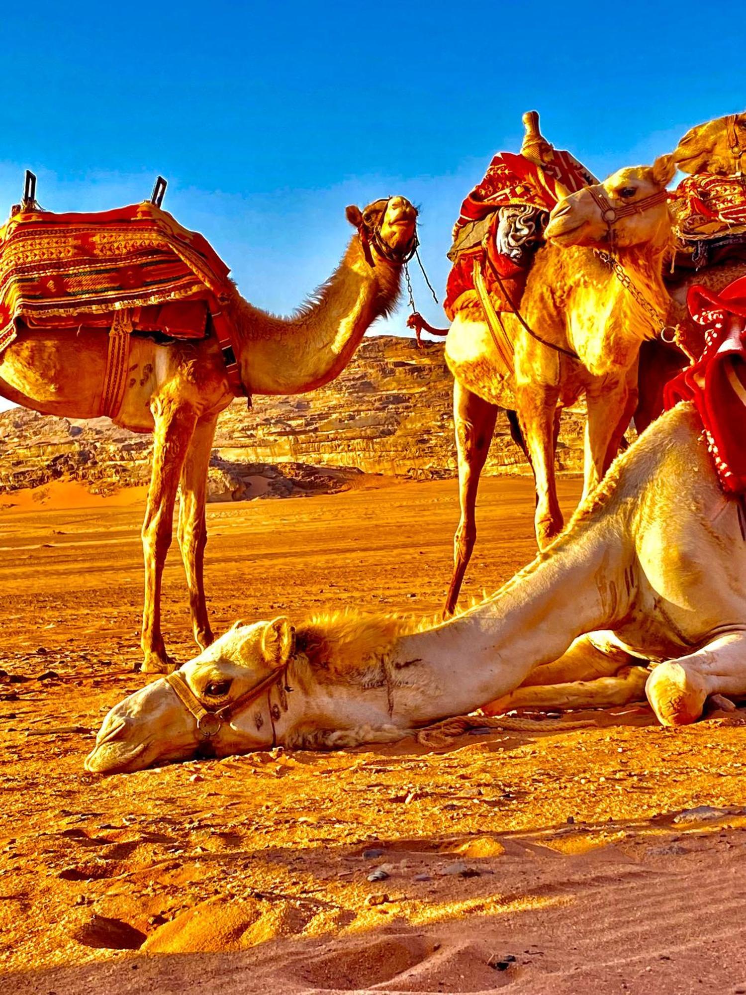 Rum Relaxation Luxury Camp Ram Vadisi Dış mekan fotoğraf